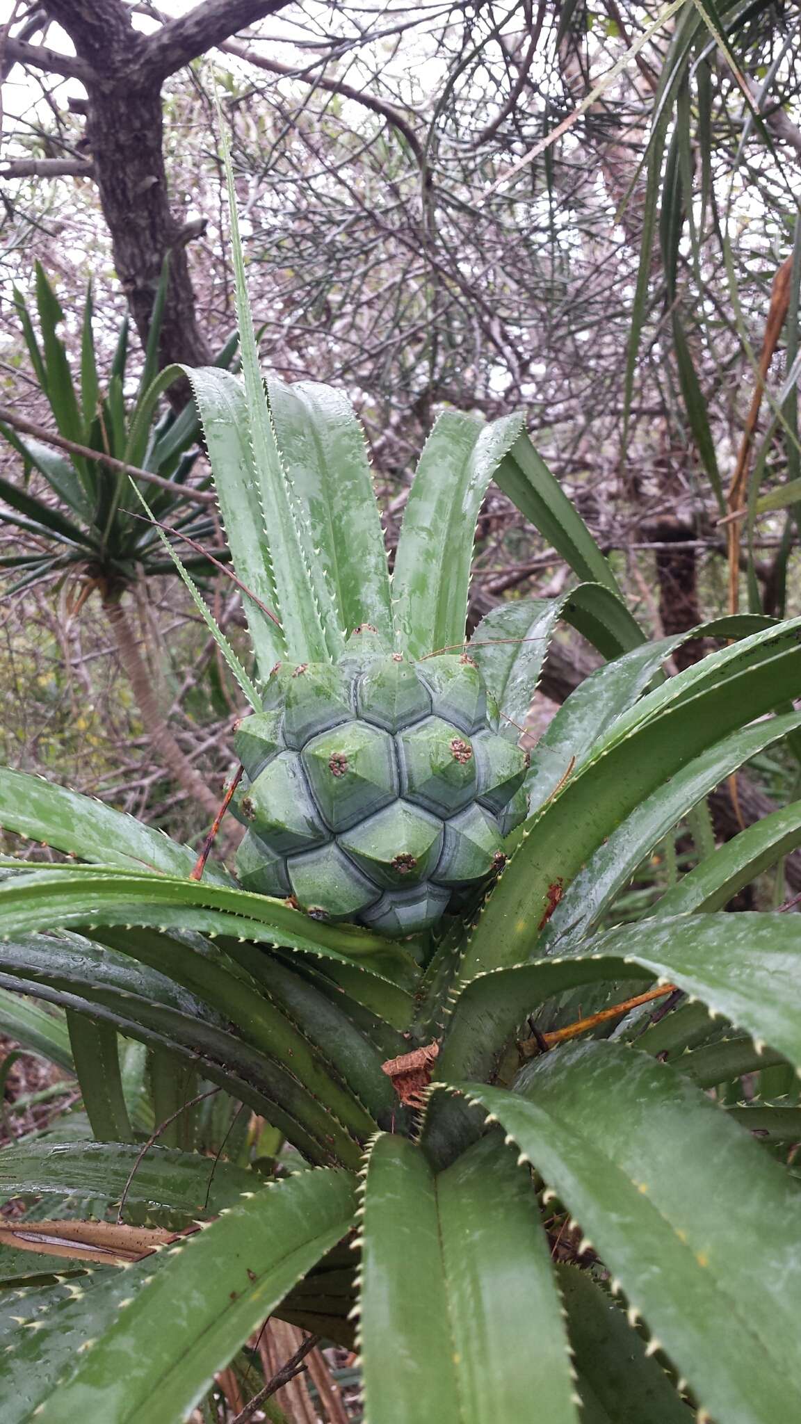 Image of Pandanus analamerensis Huynh