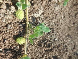 Image de Medicago doliata Carmign.