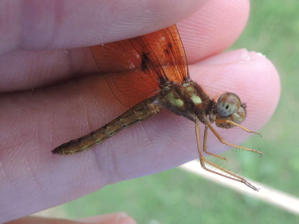 Image of Eastern Amberwing