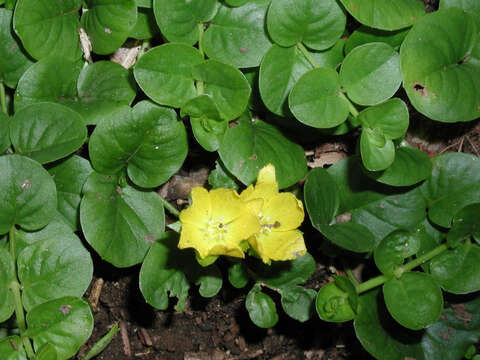 Слика од Lysimachia nummularia L.