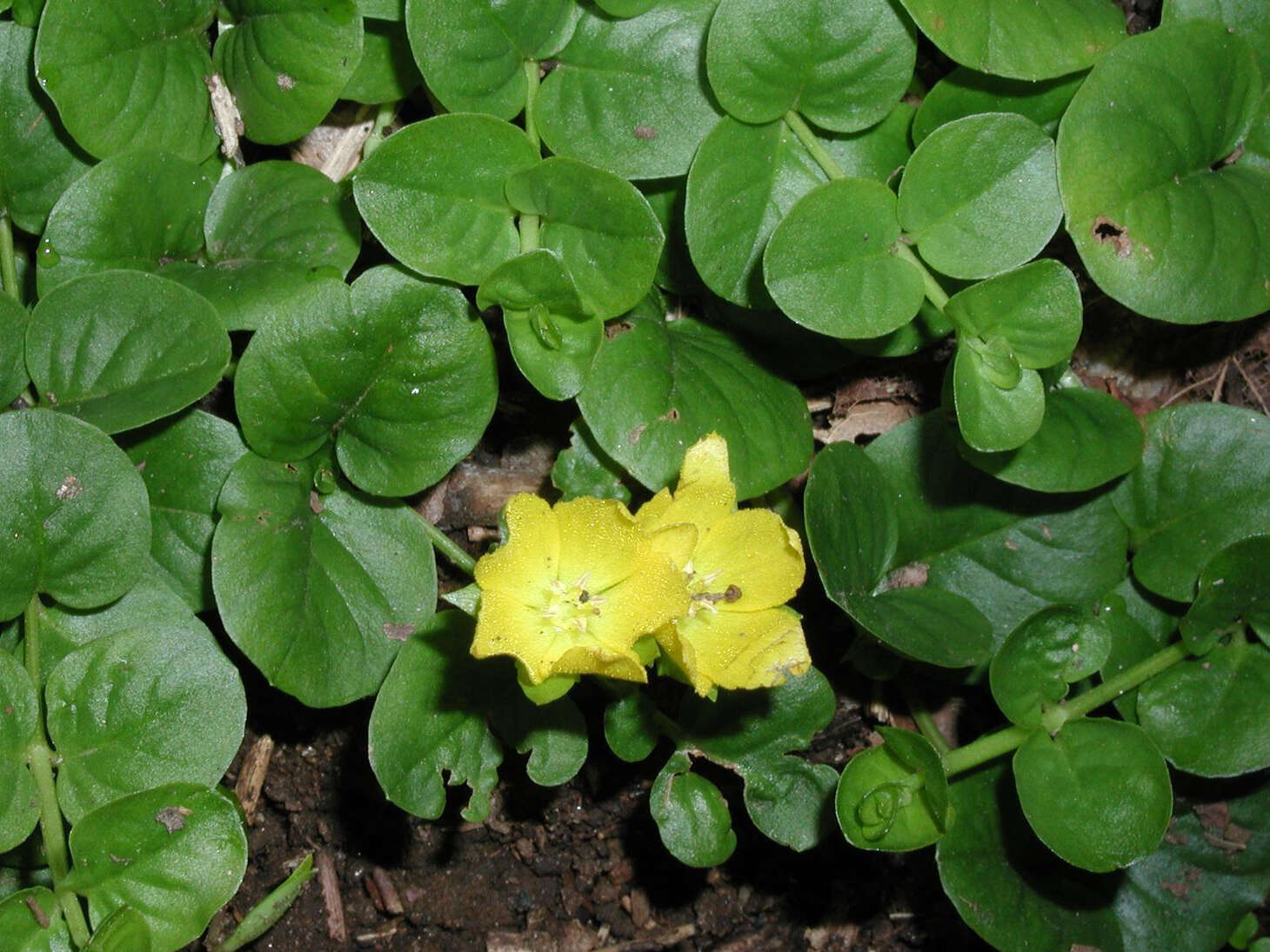 Image of creeping jenny