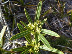 Imagem de Pseudopanax linearis (Hook. fil.) K. Koch