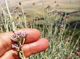 Image of Helichrysum zeyheri Less.