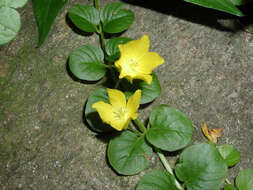 Image of creeping jenny