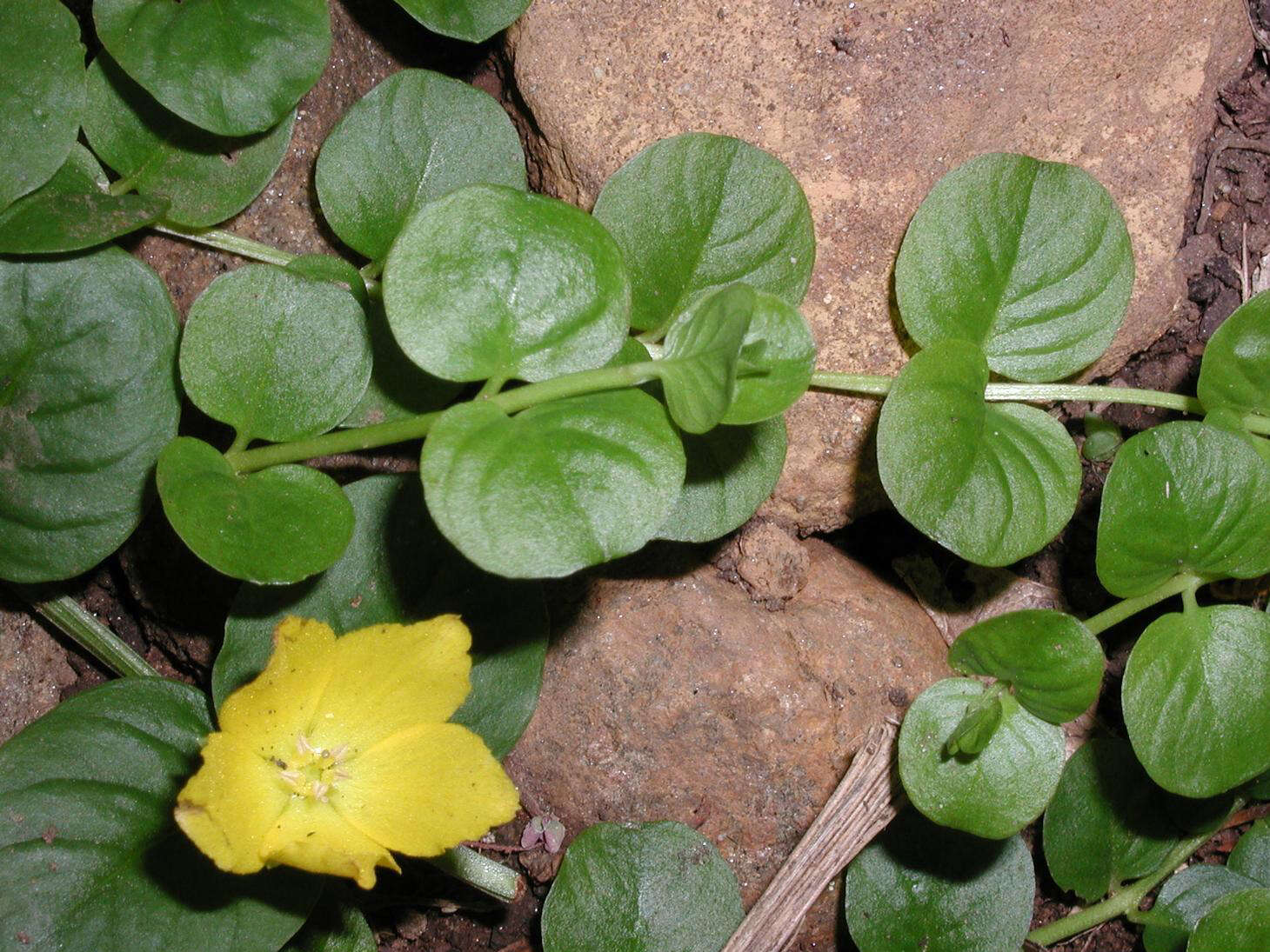 Image of creeping jenny