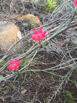 Image of Wax creeper