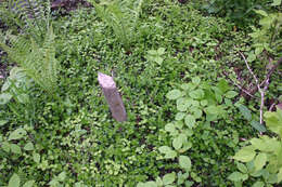 Image of creeping jenny