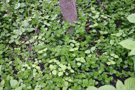 Image of creeping jenny