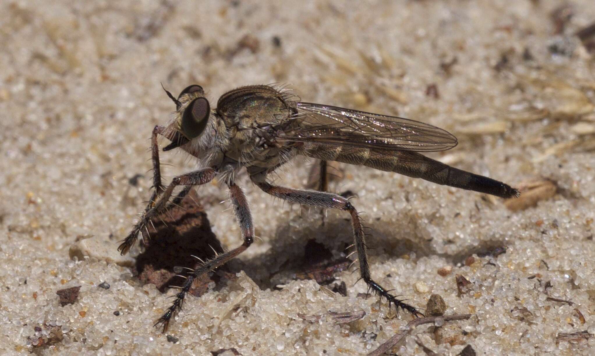 Image de Proctacanthella cacopiloga (Hine 1909)