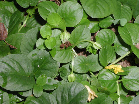 Image of creeping jenny