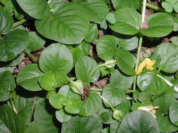 Image of creeping jenny