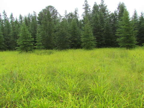 Image of Northern Long Sedge