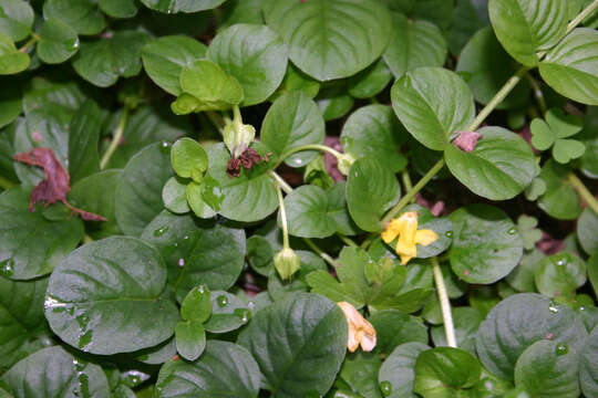 Слика од Lysimachia nummularia L.