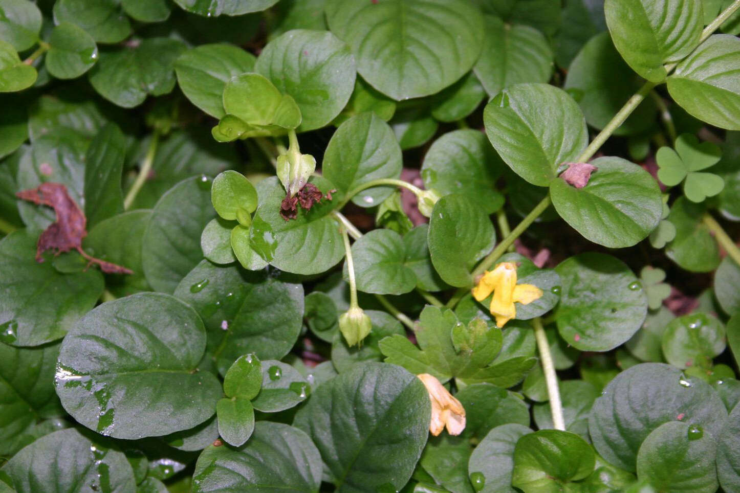 Слика од Lysimachia nummularia L.