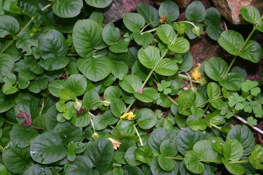 Image of creeping jenny