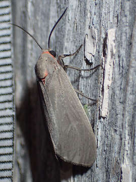 Image of Mousey Tiger Moth