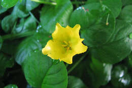 Image of creeping jenny