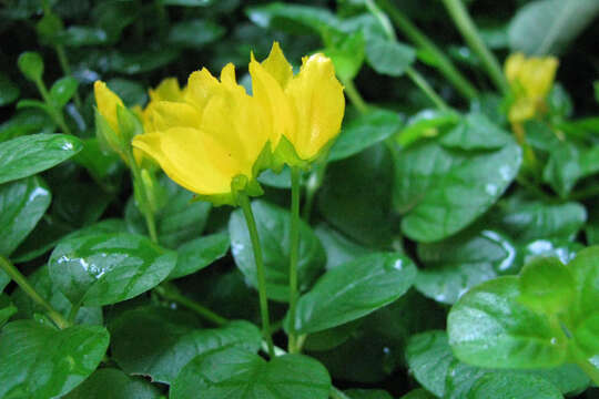 Image of creeping jenny