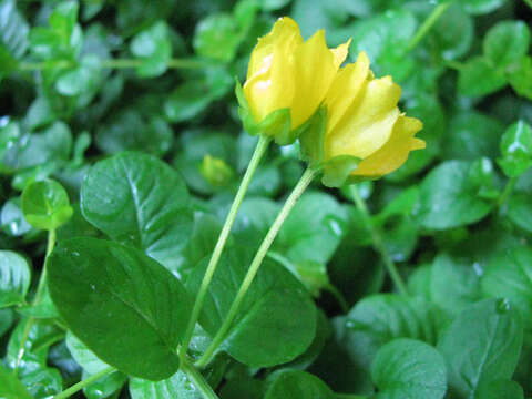 Image of creeping jenny