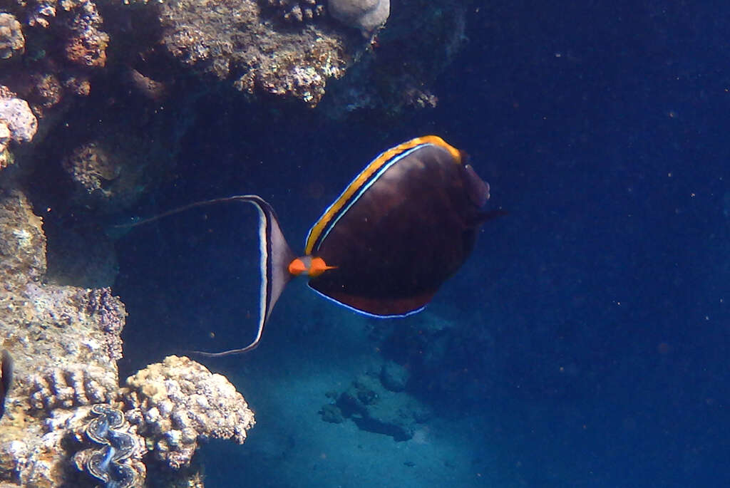 Image of Elegant Unicornfish