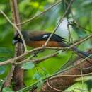 Image of Andaman Treepie