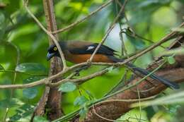 Image of Andaman Treepie