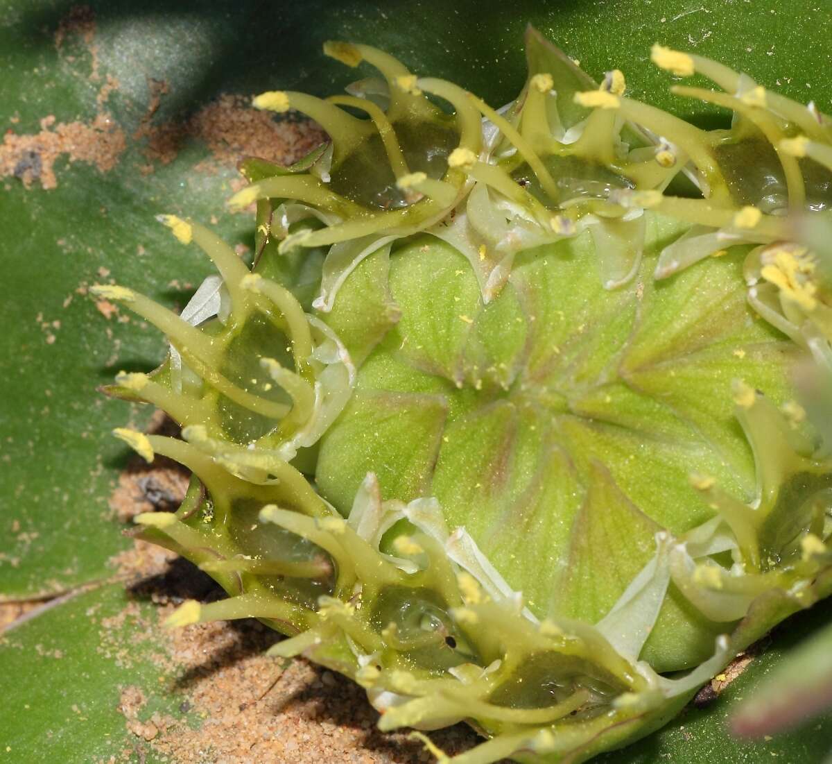 Image of Common Hedgehog Lily