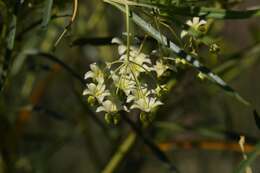 Слика од Gomphocarpus fruticosus subsp. fruticosus