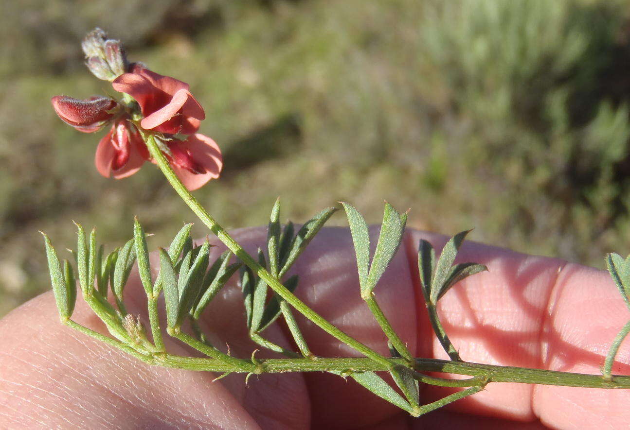 Image of Indigofera heterophylla Thunb.