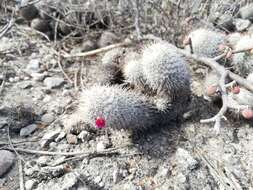 Image of Mammillaria haageana subsp. meissneri