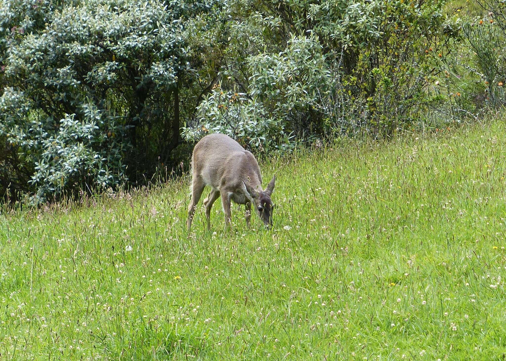 Image of Odocoileus virginianus ustus Trouessart 1910