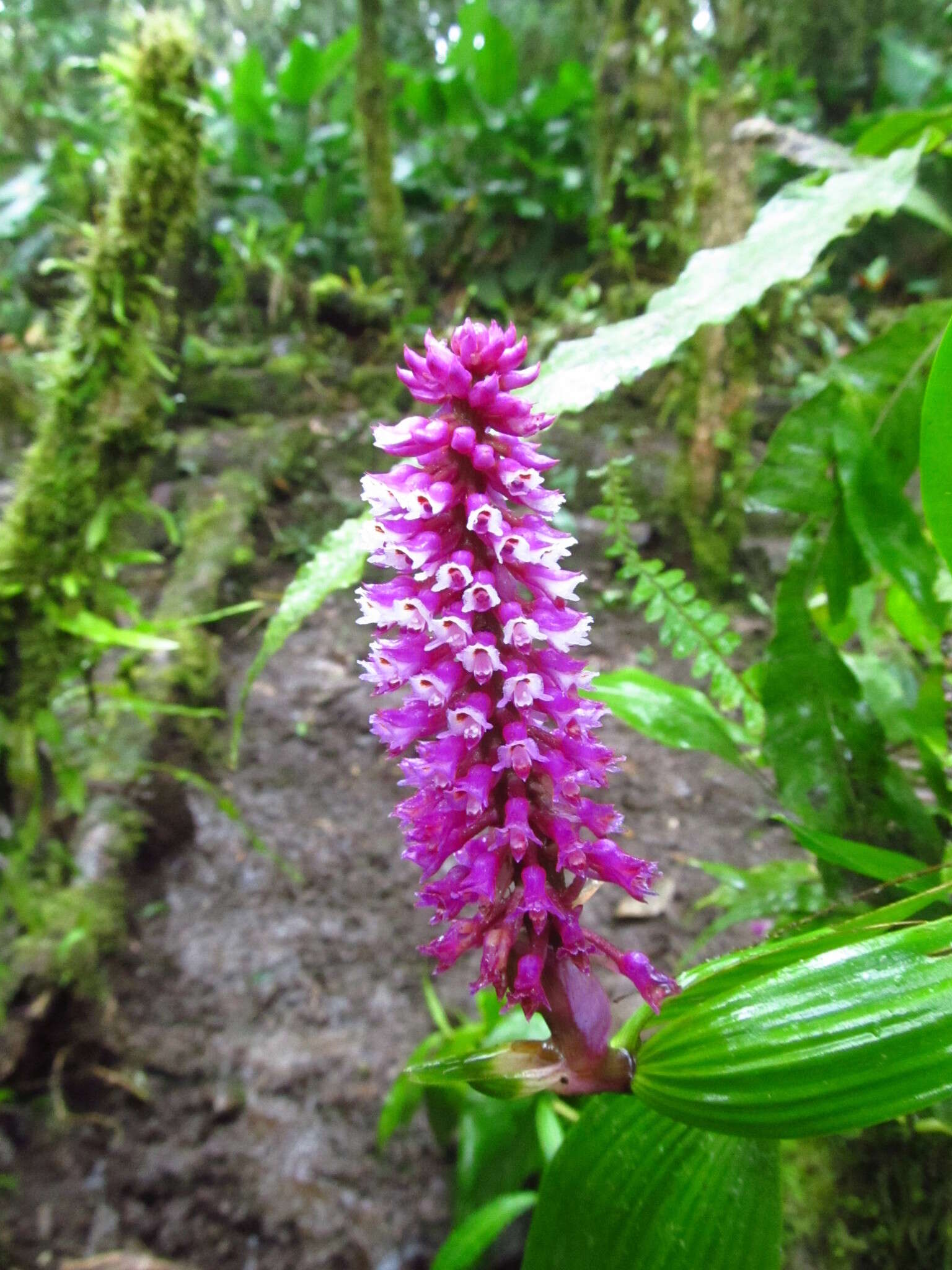 Image of Elleanthus robustus (Rchb. fil.) Rchb. fil.