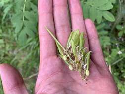 Plancia ëd Astragalus americanus (Hook.) M. E. Jones