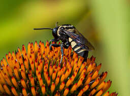 Triepeolus remigatus (Fabricius 1804) resmi