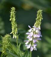 Image of Goat's rue