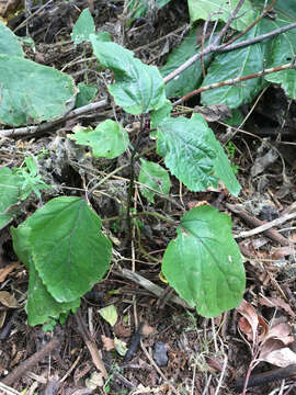 Imagem de Clerodendrum bungei Steud.