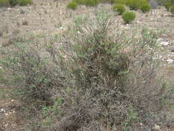 صورة Eremophila glabra (R. Br.) Ostenf.