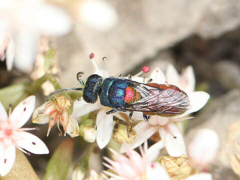 Plancia ëd <i>Chrysis scutellaris</i>