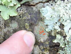 Image of Ramboldia russula (Ach.) Kalb, Lumbsch & Elix