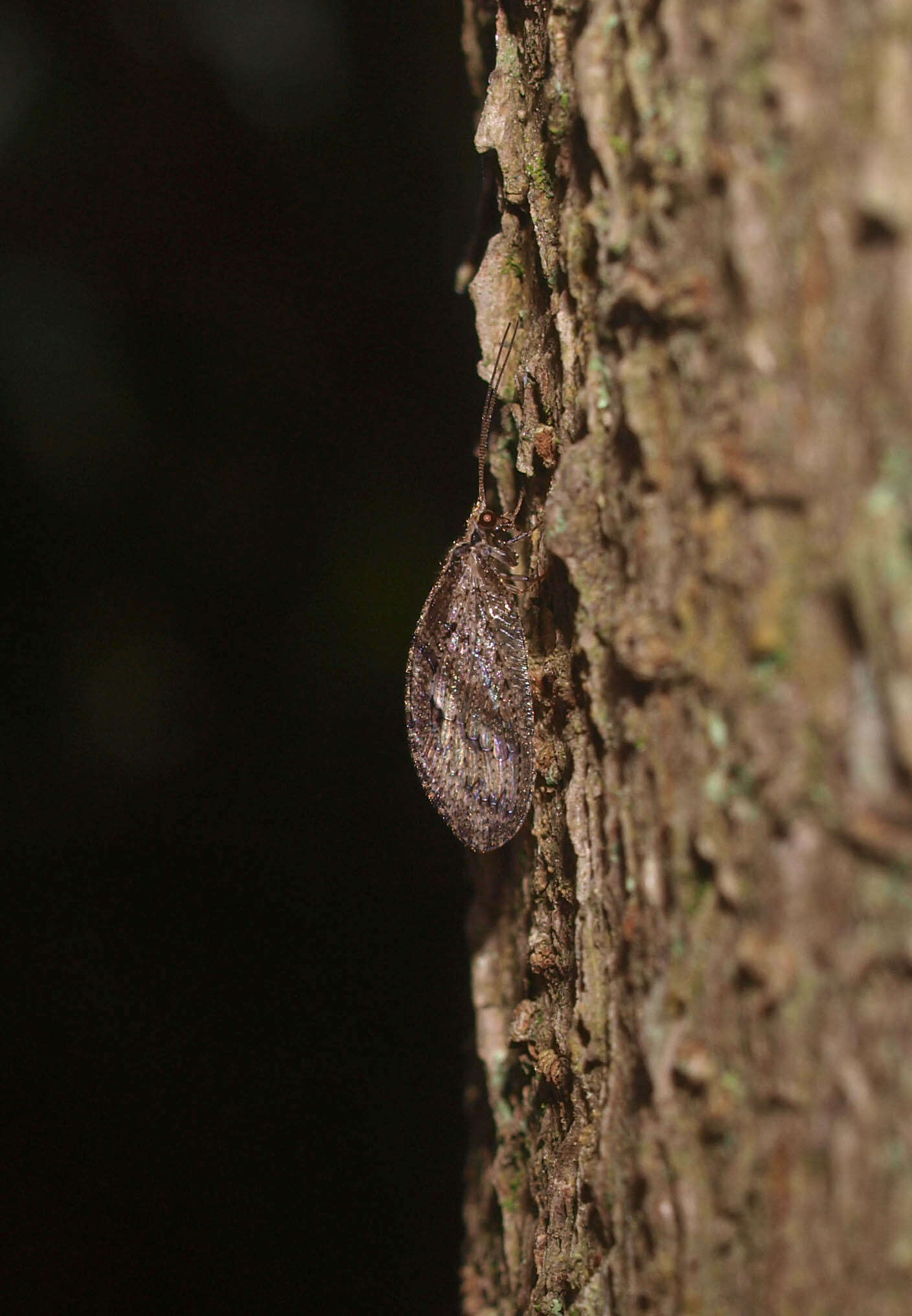 Слика од Wesmaelius subnebulosus (Stephens 1836)