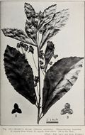 Image of <i>Sloanea australis</i>