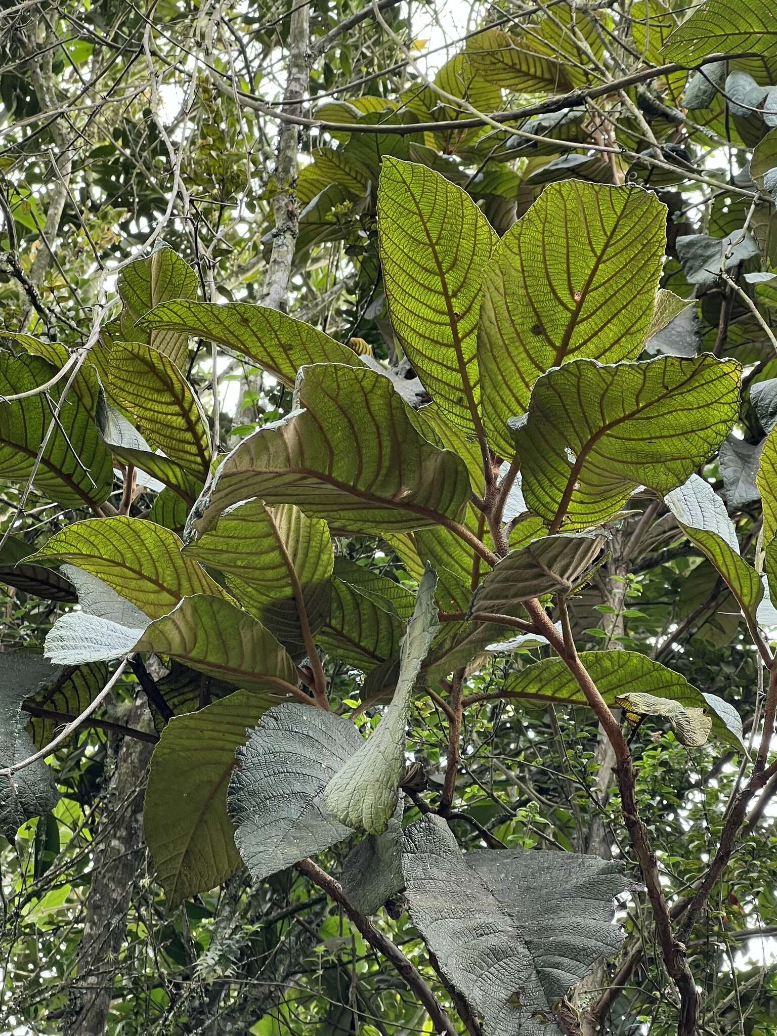 Image of Clethra rugosa Steyerm.