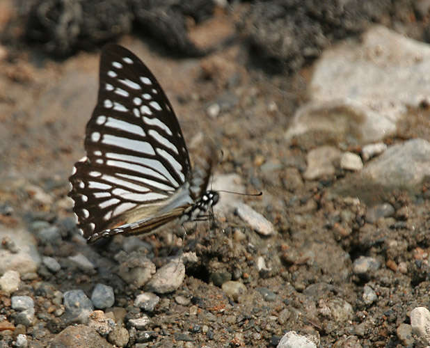 Sivun Graphium macareus (Godart 1819) kuva