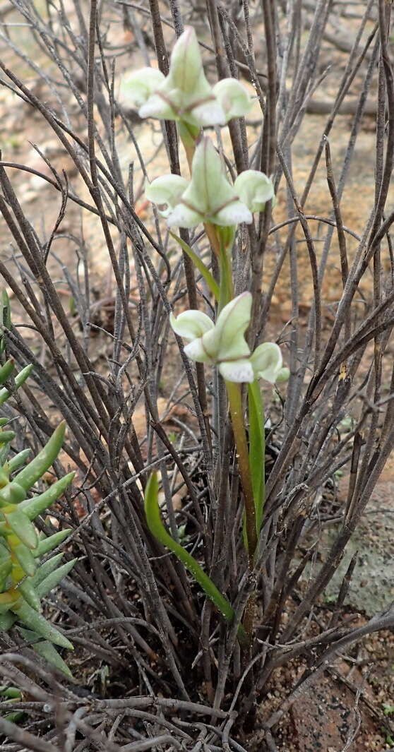 Disperis circumflexa subsp. aemula (Schltr.) J. C. Manning resmi