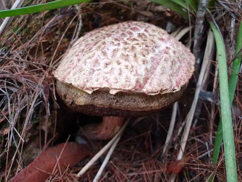 Image of Boletellus deceptivus Halling & N. A. Fechner 2015