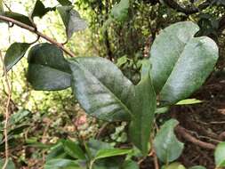 Image of Croton acronychioides F. Muell.