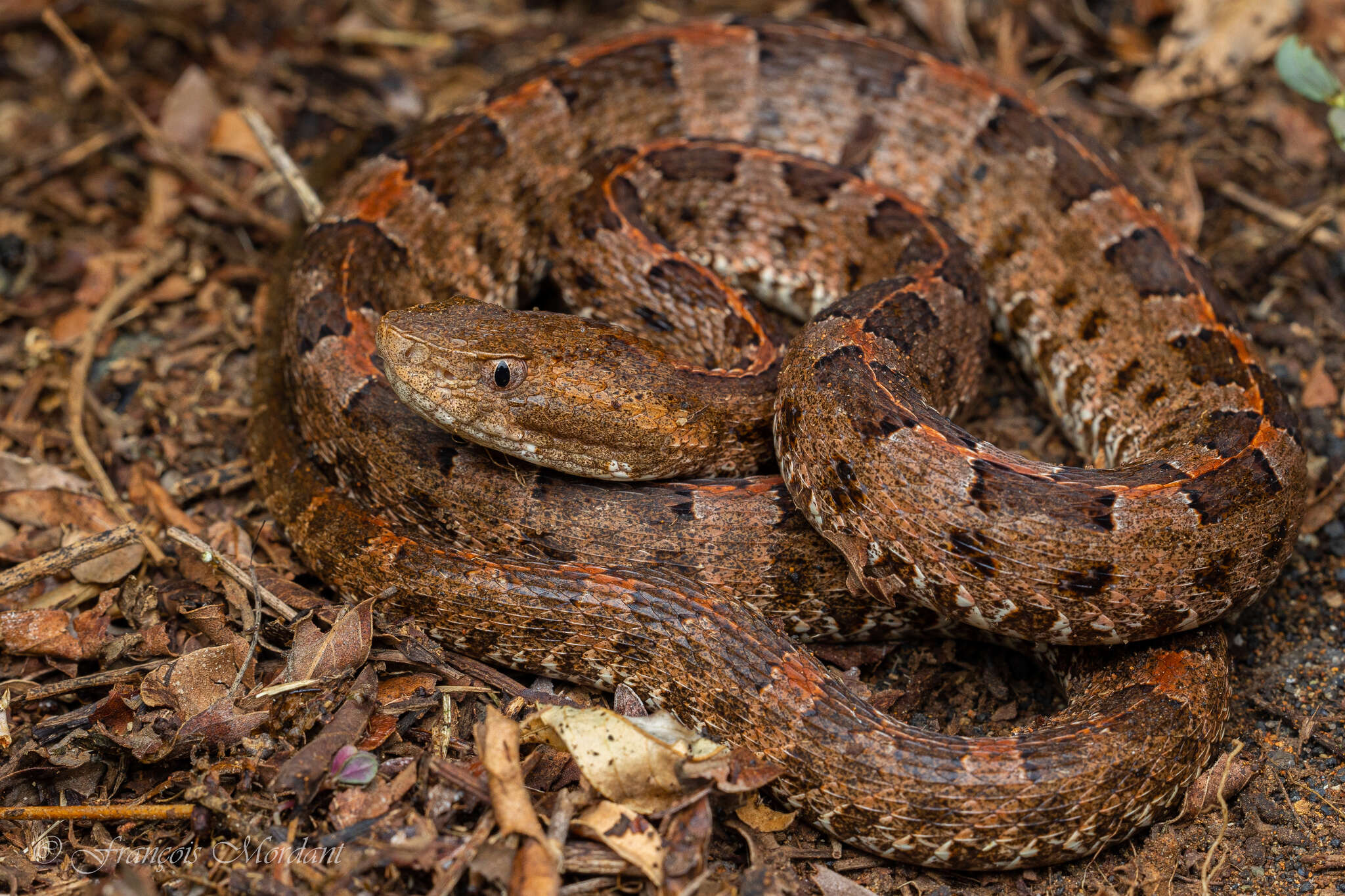 Image of Slender Hognose Viper