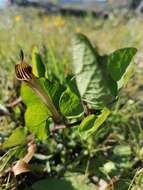 Image of Aristolochia paucinervis Pomel