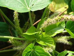 Image de Acalypha grandibracteata Merr.