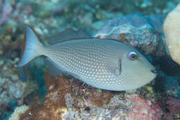 Image of Gilded triggerfish